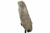 Fossil Hadrosaur Vertebra Process w/ Metal Stand - South Dakota #294815-1